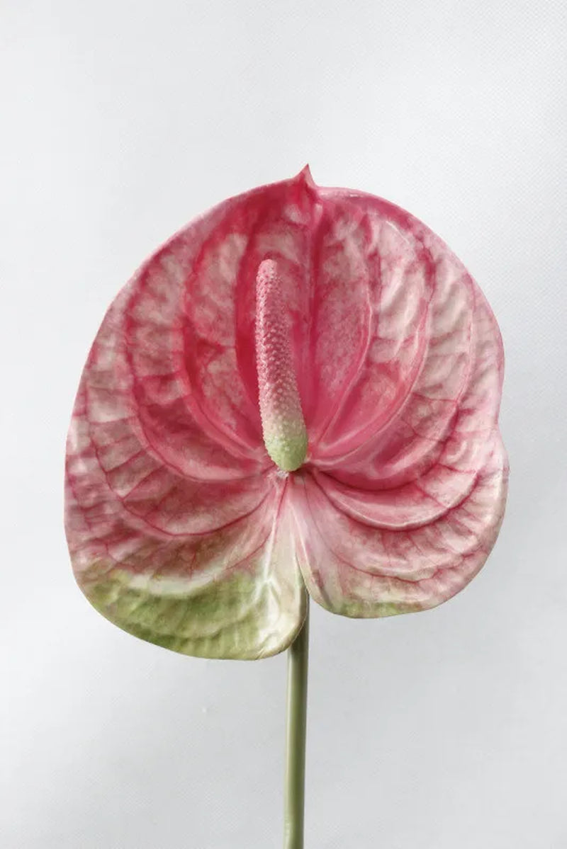 3D Printing Anthurium Branch Artificial Flowers for Home Wedding Table Decoration Plastic Fake Plants Fleur Artificielle